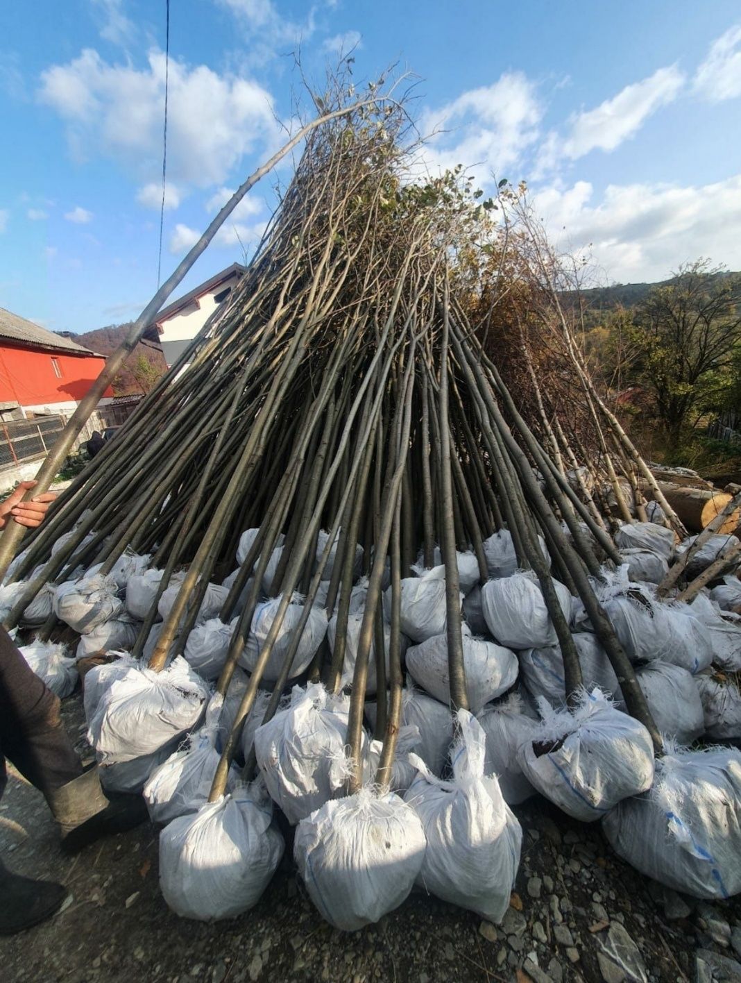 Tuia Mesteacăn leylandii