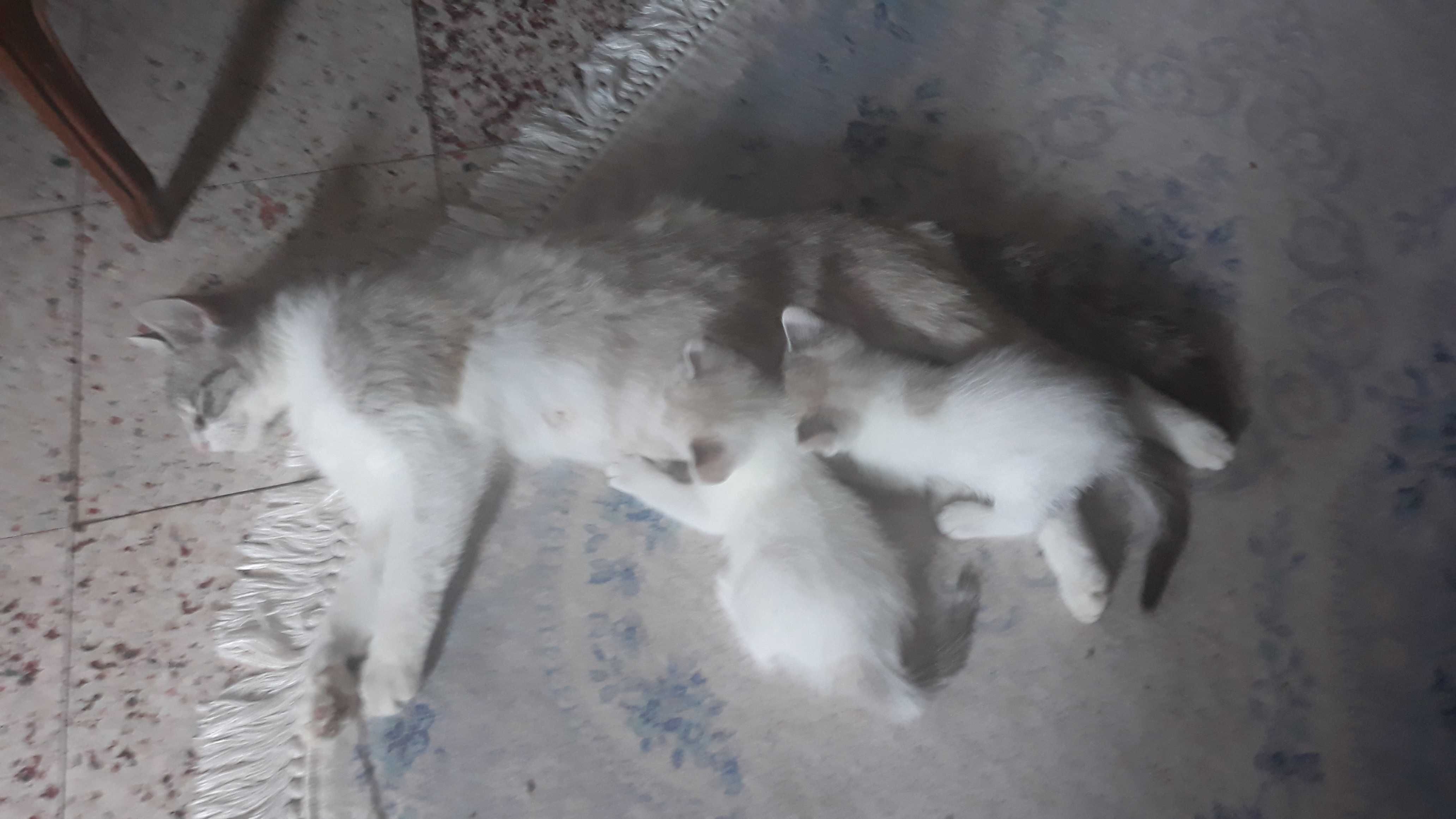 Котенца си търсят дом