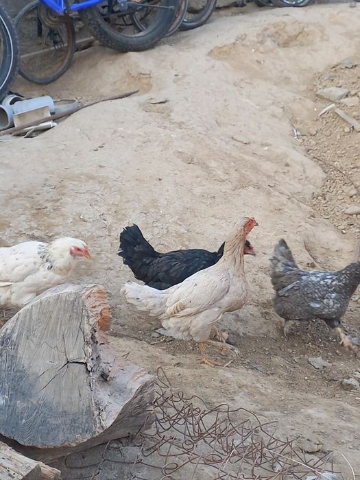 Хуроз ва товуклар сотилади.