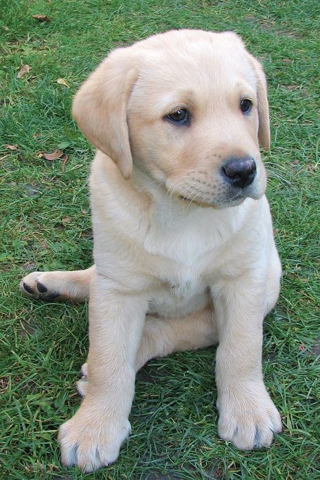 Labrador Retriever