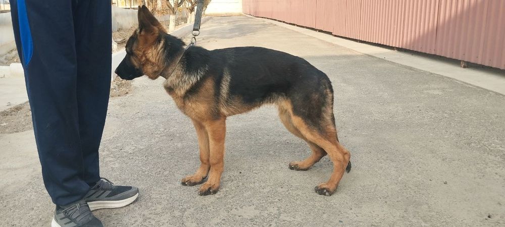 Nenichiski apchalka kuchik  7 oylik Sogʻligiga kafolat beeaman