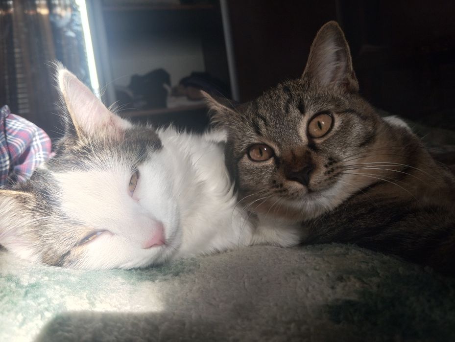 Отдам котят в хорошие руки