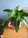 Красиви лечебни растения Callisia Fragrans - Ароматна кализия