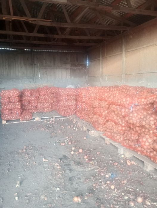 ceapa 0.70 bani kg.  unirea de Braila