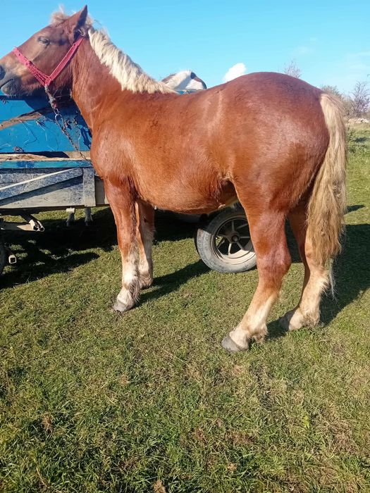 Mânză de 9 luni semi grea