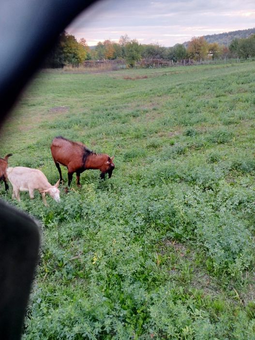 Tap Alpin + Iada de vanzare
