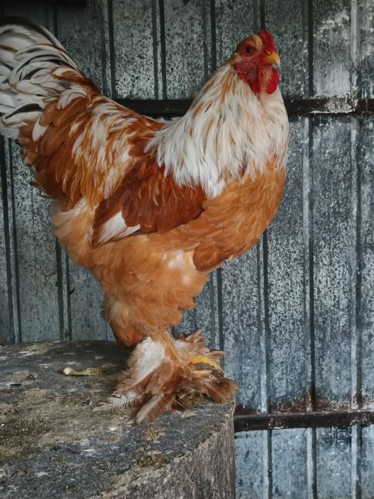 Vând cocoș brahma lemon