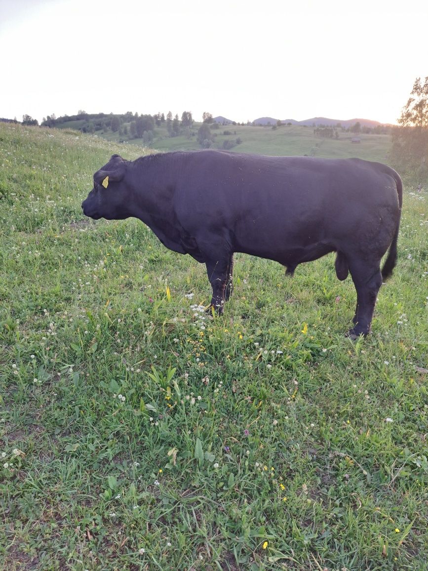 Vand taur Angus autorizat reproductie de 2 ani si 2 luni