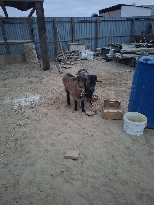 Ешкі сатылады, бір ұрғашы, бір еркек