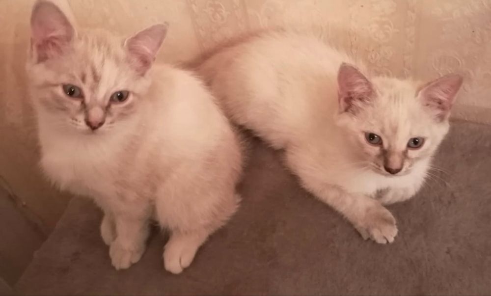 Отдам двух сиамских