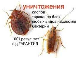 Дезинфекция в Астане уничтожение от клопов и тараканов