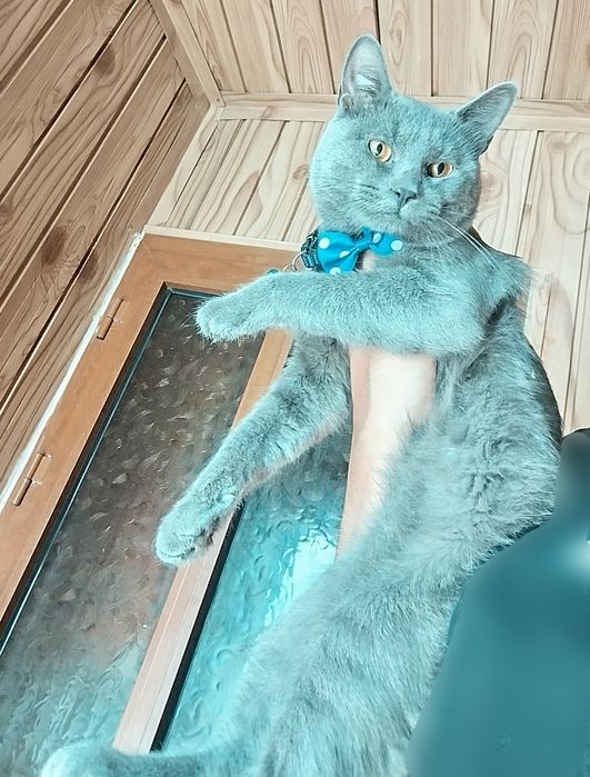 Skotish strayt mushuk sotiladi