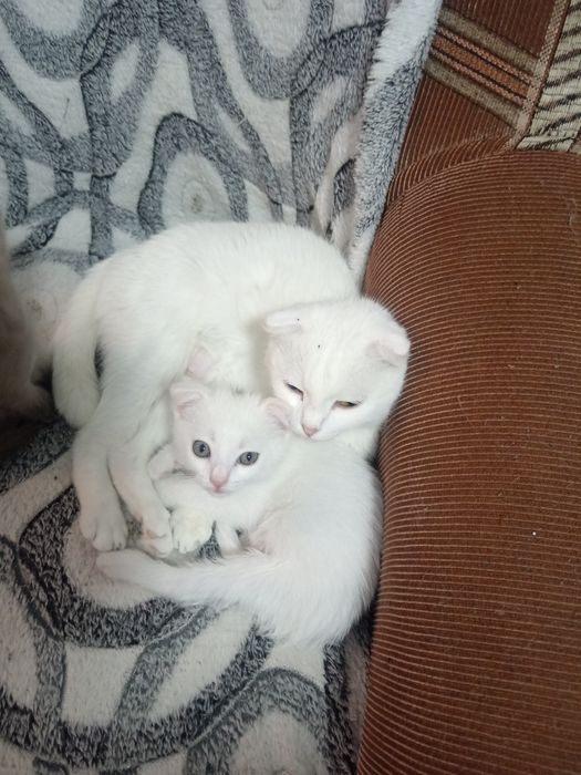 Продам котят веслоухих