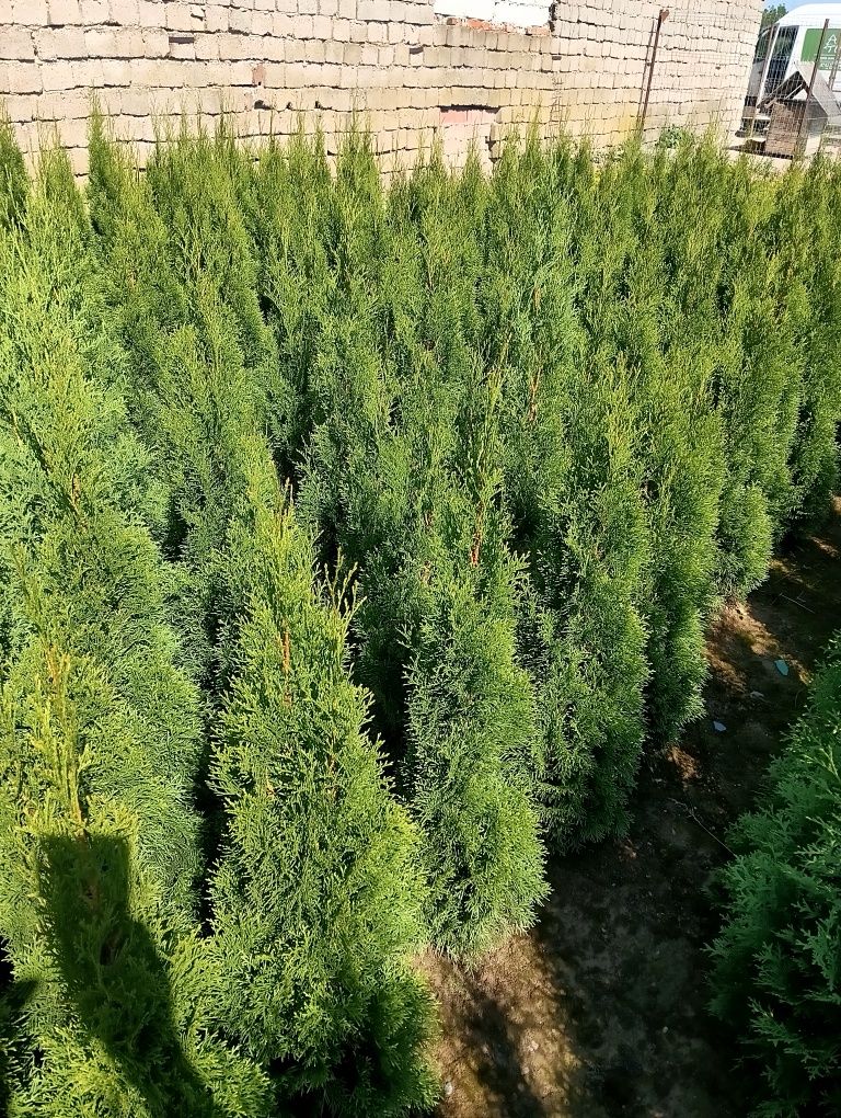 Tuia smaragd en gros și en detail