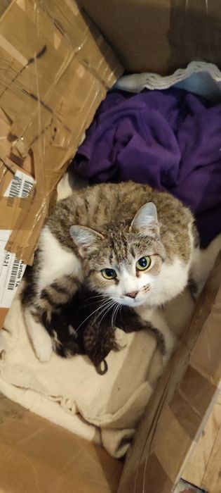 Котята совсем малютки