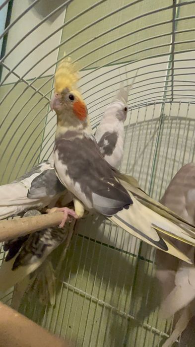 Familie nimfe, cuplu format+ 2 pui