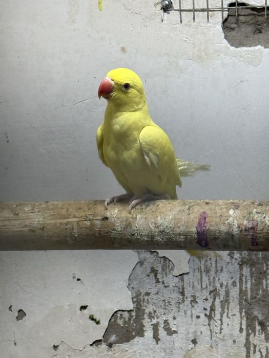 Продаю ожереловый попугай