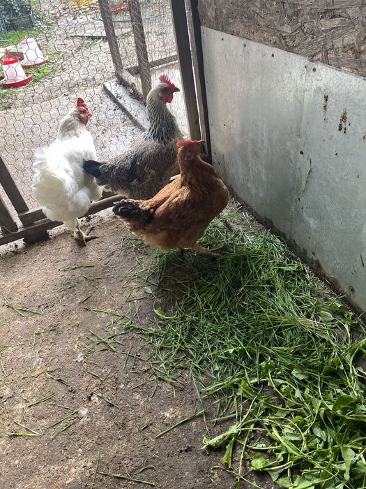 Găini de țară din 2024