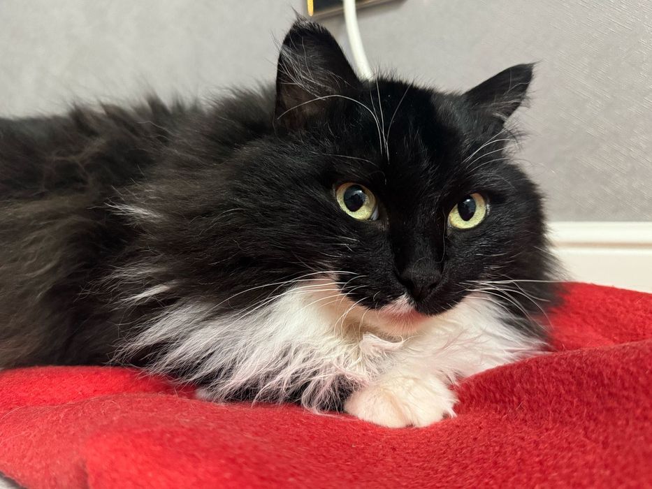 Отдам кота в хорошие руки