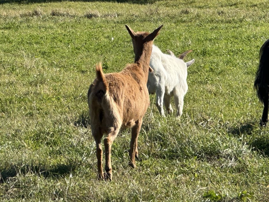 Capre de vanzare