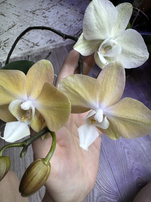 Продам цветущую орхидею