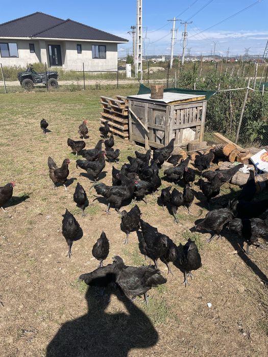 Vand  familie de gaini australorp.