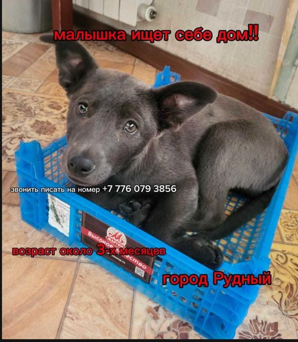 Малышка ищет дом!