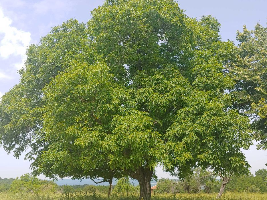 Продава се Къща в с. Варовник, Област Бургас - 150 кв.м за 134 €/кв.м - Снимка #1