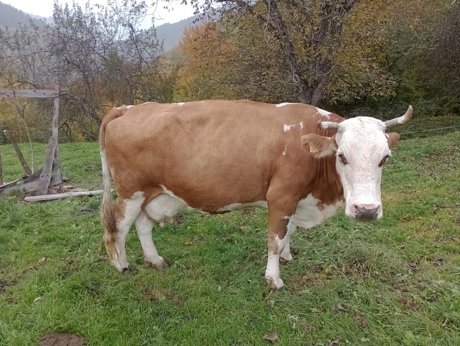 Vand vaca bălțată romănească