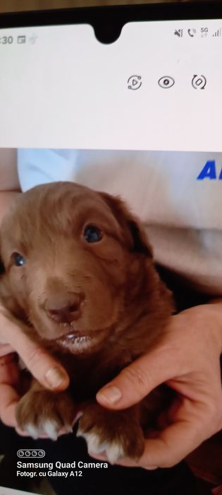 Puiuți căței 2 luni