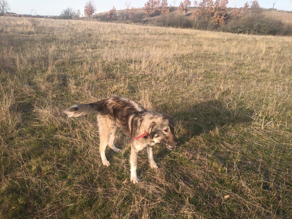 Donez câine carpatin