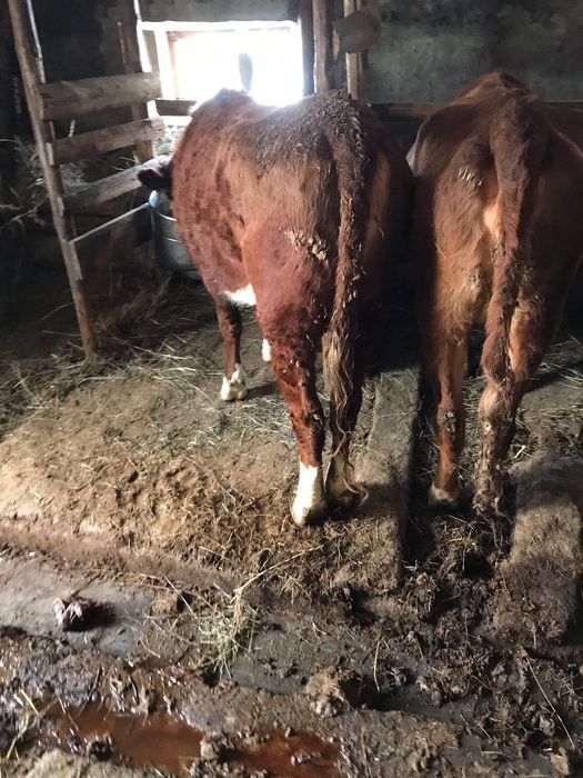 Продается 2 корова