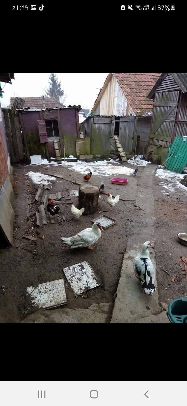 dorințe doresc păsări gen așa ca din poze
