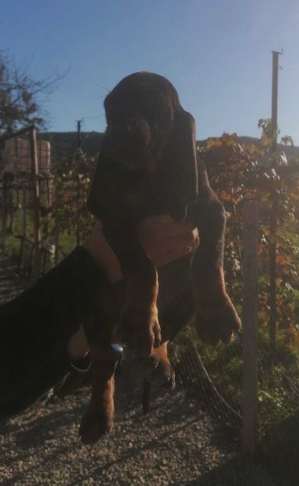 Căței de vânătoare