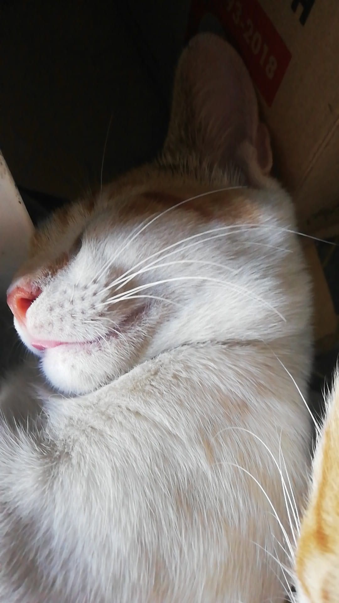 Подарявам котета