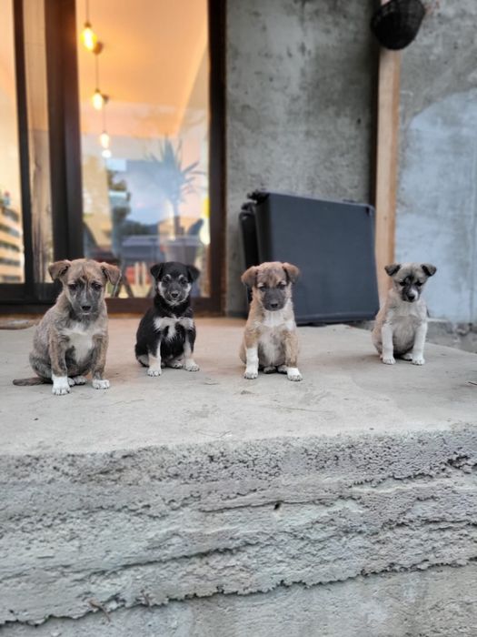 Căței metis ciobanesc