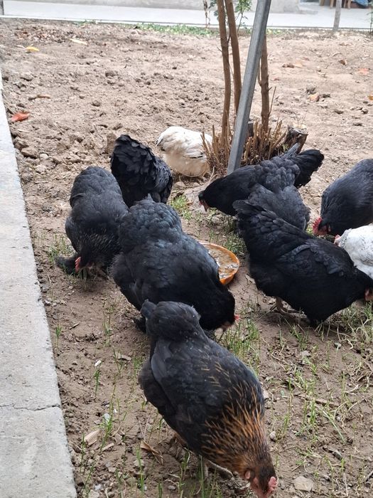 Асалому алекум хаммаси соглом товуклар