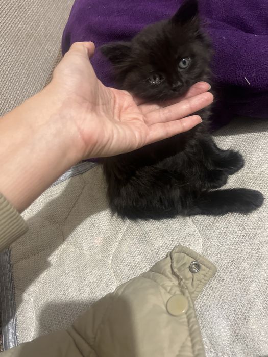 Малинки котик бесплатно