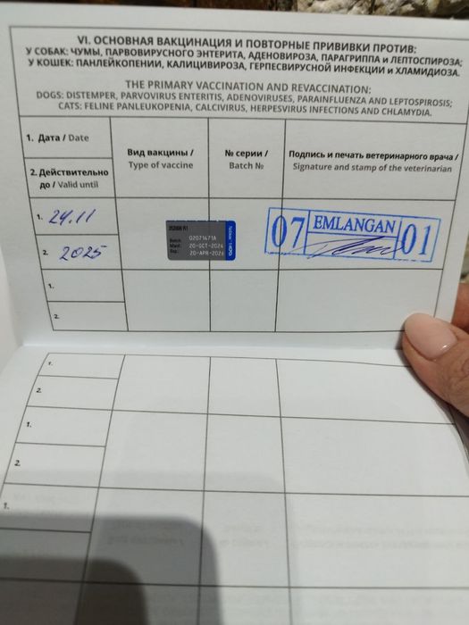 Скотиш страйт фолд