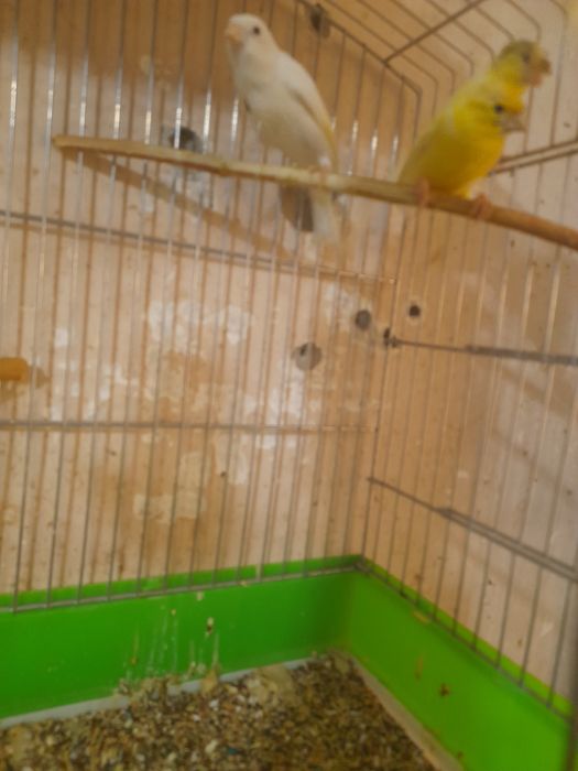 Канарейкалар сотилади