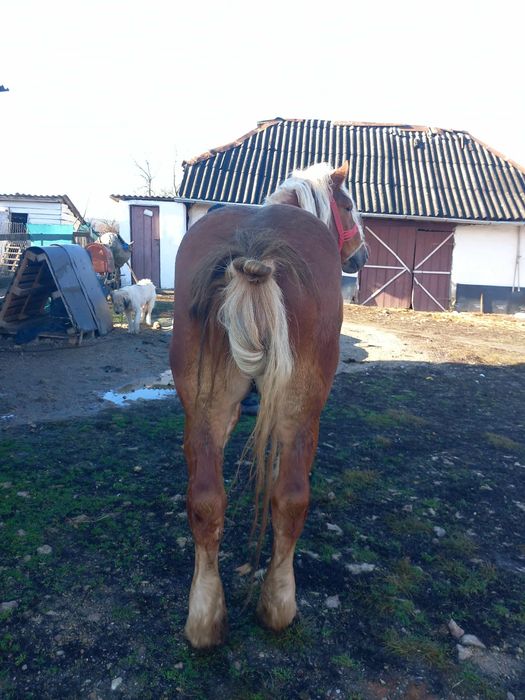 Vând sau schimb un armăsar