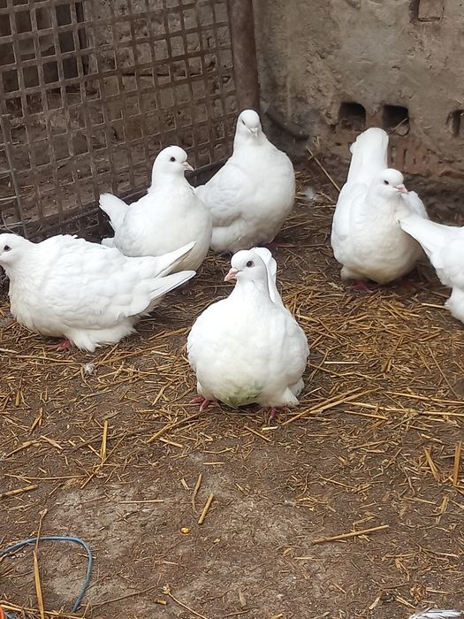 Porumbei Texani Mondaini și Huble Filiași Dolj