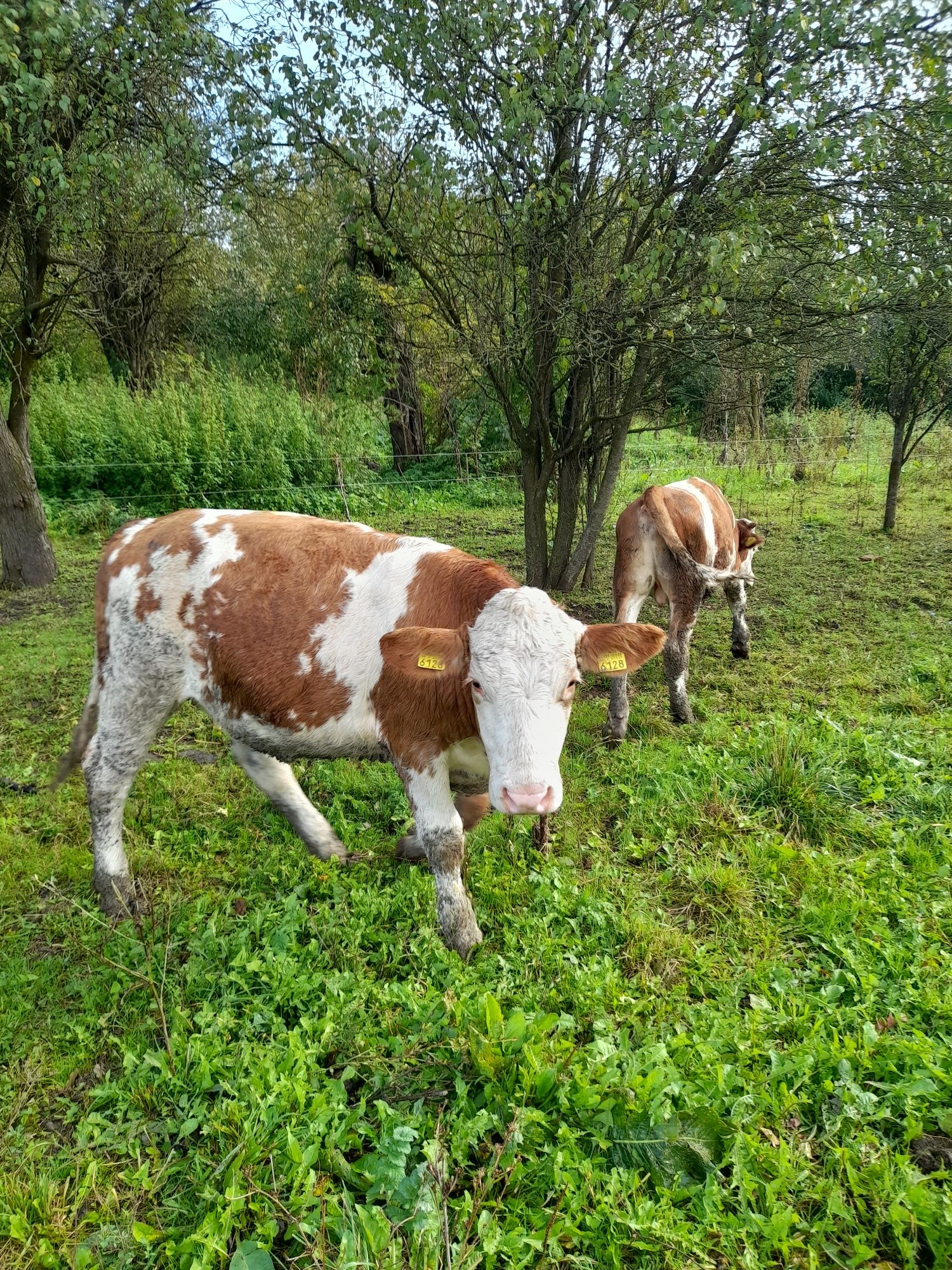 Vitea de vânzare