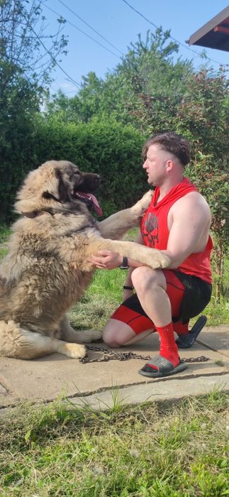 Femela Ciobanesc Caucazian