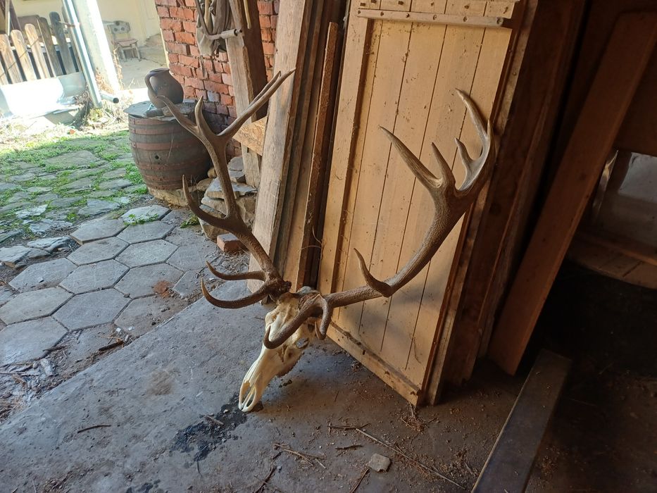 Продавам Трофей от благороден елен