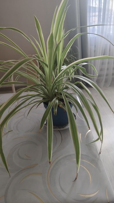 Продам Цветок хлорофитум