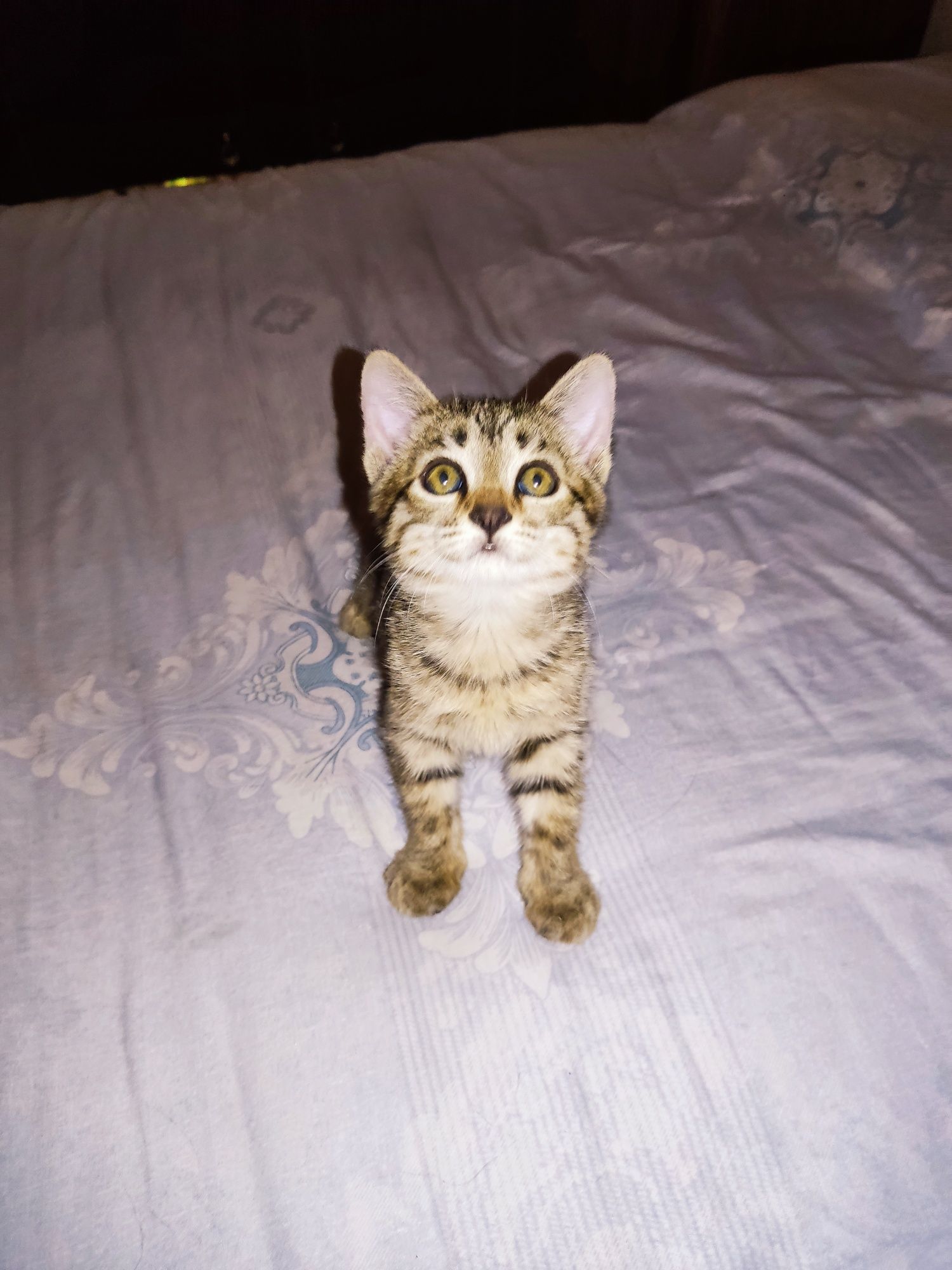 В добрые руки котята