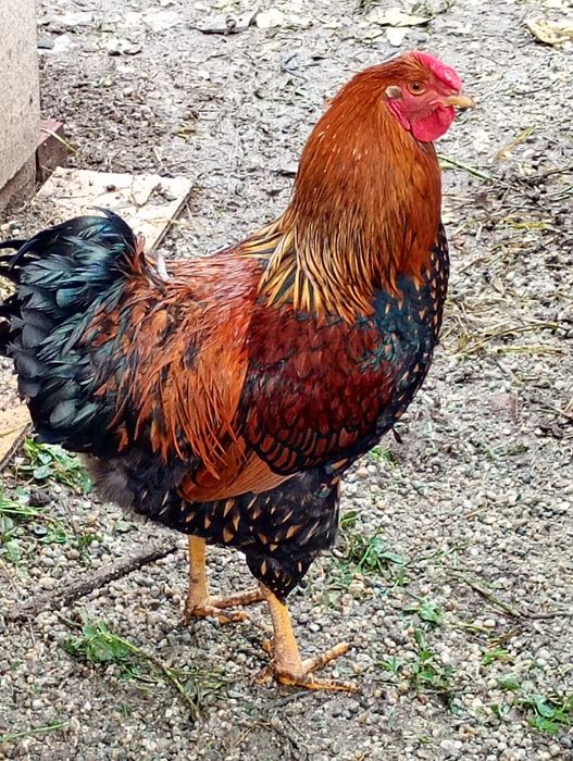 Vând cocoș wiandote