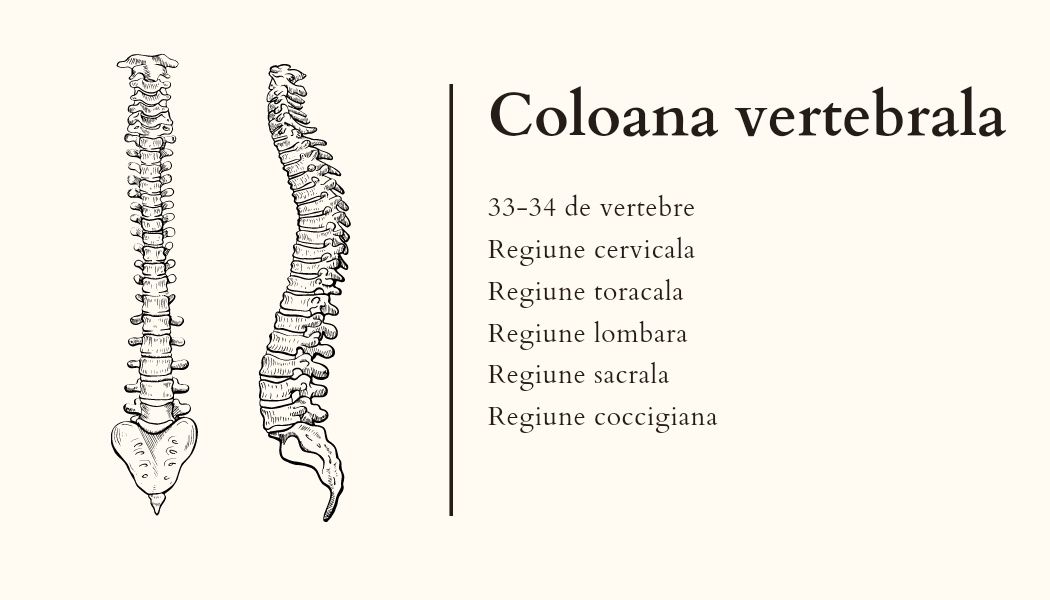 Meditații biologie și română