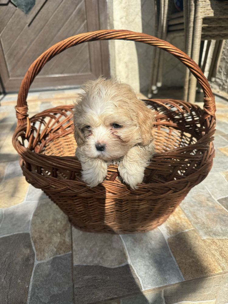 Vand Maltipoo toy